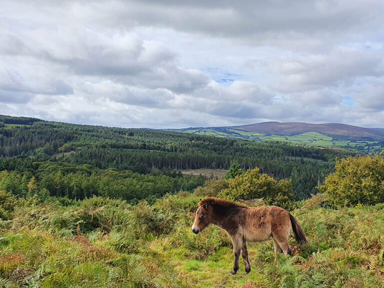 Exmoor Day